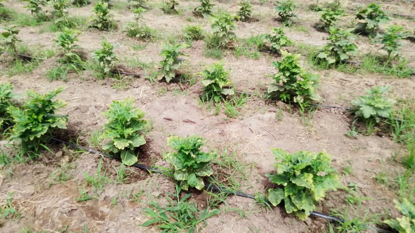Transforming Adversity into Abundance: The Success Story of Karakunku Farm